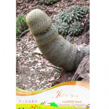 Fresh Sexy Cactus Seeds Indoor Outdoor Planting available