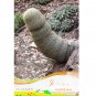 Fresh Sexy Cactus Seeds Indoor Outdoor Planting available