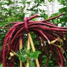 Fresh Red Long Cowpea Vegetable Hybrid Seeds 15 Seeds/Pack Edible Vegetables