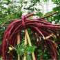 Fresh Red Long Cowpea Vegetable Hybrid Seeds 15 Seeds/Pack Edible Vegetables