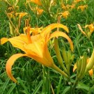 Fresh Day Lily Flower Vegetables Seeds 20 seeds tasty edible Chinese vegetables