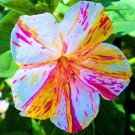 Fresh Marvel of Peru Flower 20 Seeds Unique Four OClock Flowers Color Striped Flowers