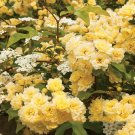 Fresh Lady Banks Yellow Climbing Rose Flower Seeds 50 Seeds Old fashioned Fragrant