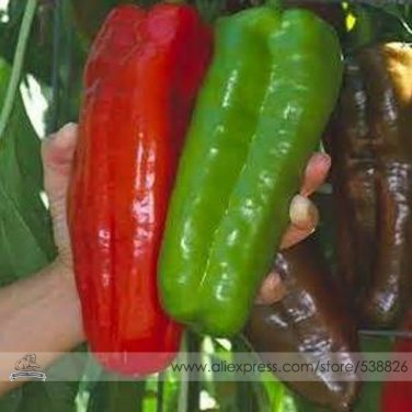 Fresh Giant Marconi Pepper Seeds 100 Seeds/Pack Sweet Long Super Big Pepper