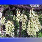 Fresh Limited Mucuna True White Colors Florida Velvet Bean Vine Flower Seeds 5 Seeds