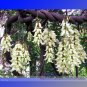 Fresh Limited Mucuna True White Colors Florida Velvet Bean Vine Flower Seeds 5 Seeds