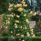 Fresh Crown Princess Margareta Orange Climbing Rose Shrub 50 Seeds Cupped Flowers