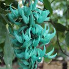 Fresh Jade Vine Strongylodon Macrobotrys Flower Seeds 5 Seeds/Pack Blue Fragrant
