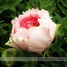 Fresh Light Pink Rose Red Tree Peony Qiu Ball Flower Seeds 5 Seeds Fragrant Flower