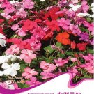 Fresh Impatiens Walleriana Tempo Wedgewood Mix Seeds Garden Seeds