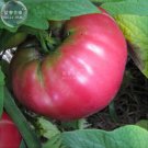 Fresh Tomato Giant 36 Types of Vegetable Fruits 100 Seeds