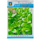 Fresh Chinese Panax Notoginseng Pseudo ginseng 500 seeds