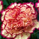 Fresh Carnation Seeds Orange Double Flowers with Rose Red Edge