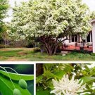 Fresh Tassels Seeds Chinese Fringe Tree