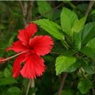 Fresh 100PCS Red Hibiscus rosa sinensis Seeds