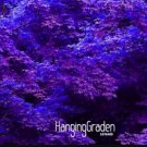 Fresh Purple Maple Seeds