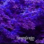 Fresh Purple Maple Seeds