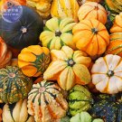 Fresh Mixed Gourds Pumpkin Seeds 50pcs edible Cucurbita Pepo