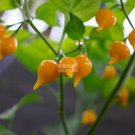 Fresh Pepper Biquinho Chupetinha Red Yellow Pepper Seeds 15 seeds hot chili edible