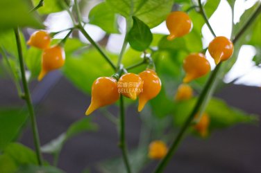 Fresh Pepper Biquinho Chupetinha Red Yellow Pepper Seeds 15 seeds hot chili edible