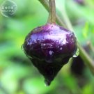 Fresh  Purple UFO Purple Hot Chilli Seeds 30 seeds capsicum annuum edible pepper