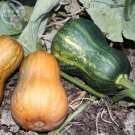 Fresh Honeynut Squash Butternut Vegetables 10 seeds sweet pumpkin vegetables