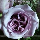 Fresh The Rare Light Purple Rose with Three Spirals Perennial Flower Seeds