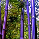Fresh Heirloom Rare Purple Giant Bamboo Seeds