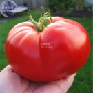 Fresh Heirloom Giant Monster Tomato Genuine Fresh Seeds