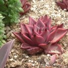 Fresh Taurus Echeveria Agavoides Romeo Seeds