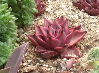 Fresh Taurus Echeveria Agavoides Romeo Seeds