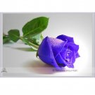 Fresh Purple European Rose Seeds