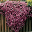 Fresh Ground cover Chrysanthemum (Yellow Pink Red Mixed Different Colors) Hardy Seeds