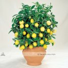 Fresh 30PCS Bonsai Yellow Green Lemon Tree Seeds