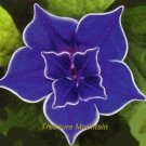 Fresh Blue Picotee Morning Glory Seeds