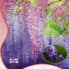 Fresh Blue Chinese Wisteria Vine Wisteria sinensis Seeds