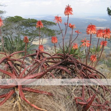 Fresh Aloe Cameronii Red Aloe South African Succulent Seeds