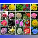 Fresh 20 Colors Rose Shrub Flower Seeds