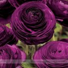 Fresh  Zi Yuren Dark Purple Ranunculus Asiaticus Perennial Flower Seeds