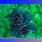 Fresh Rsychic Rose Seeds