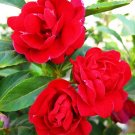 Fresh Impatiens Balsamina Red Garden Balsam Seeds