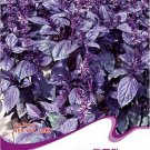 Fresh Dark Opal Basil Purple Basilicum Herb Organic Seeds