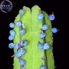 Fresh 100% Genuine Myrtillocactus geometrizans Bilberry Cactus Seeds