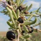 Fresh BELLFARM Fresh Feral Organic Black Goji Berry Herbs Seeds