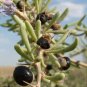 Fresh BELLFARM Fresh Feral Organic Black Goji Berry Herbs Seeds