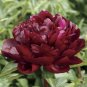 Fresh Heirloom Miami Dark Red Burgundy Tree Peony Flower Seeds