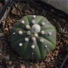 Fresh 20PCS Astrophytum asterias Cactus Seeds
