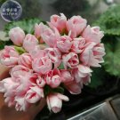 Fresh Geranium Light Peach Pink Ball Flower Seeds