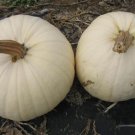 Fresh Moonshine Pumpkin Smooth Skinned White Pumpkin Seeds