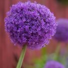 Fresh Heirloom Allium Giganteum Giant Onion with Purple Flower Seeds